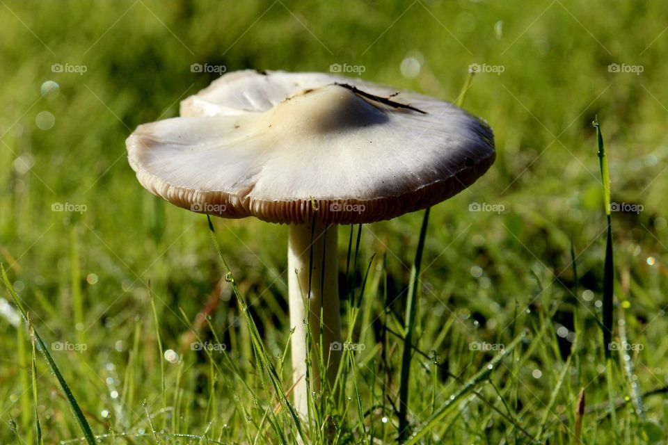 A single mushroom growing in an open field