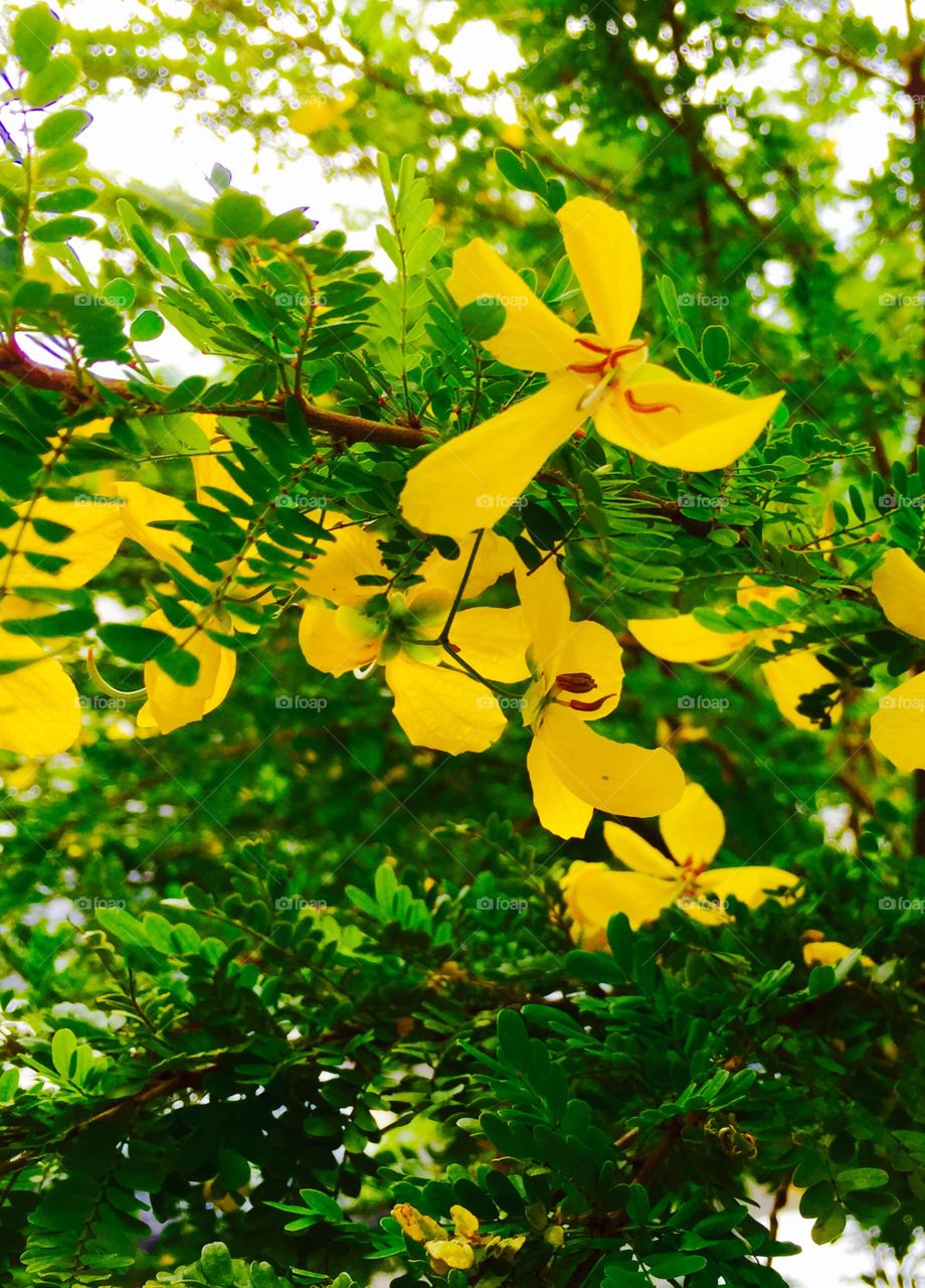 beautiful yellow flowers. beautiful yellow flowers