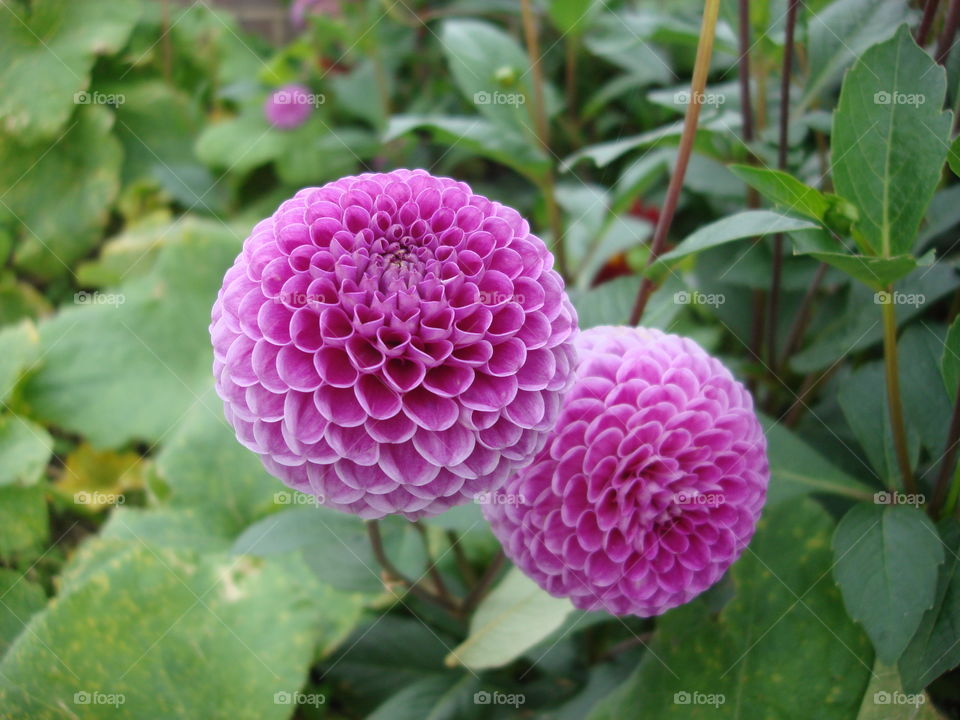 Close-up of flowers