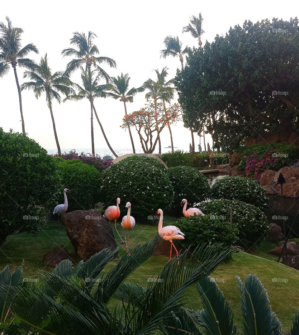 Flamingos . Flamingos 