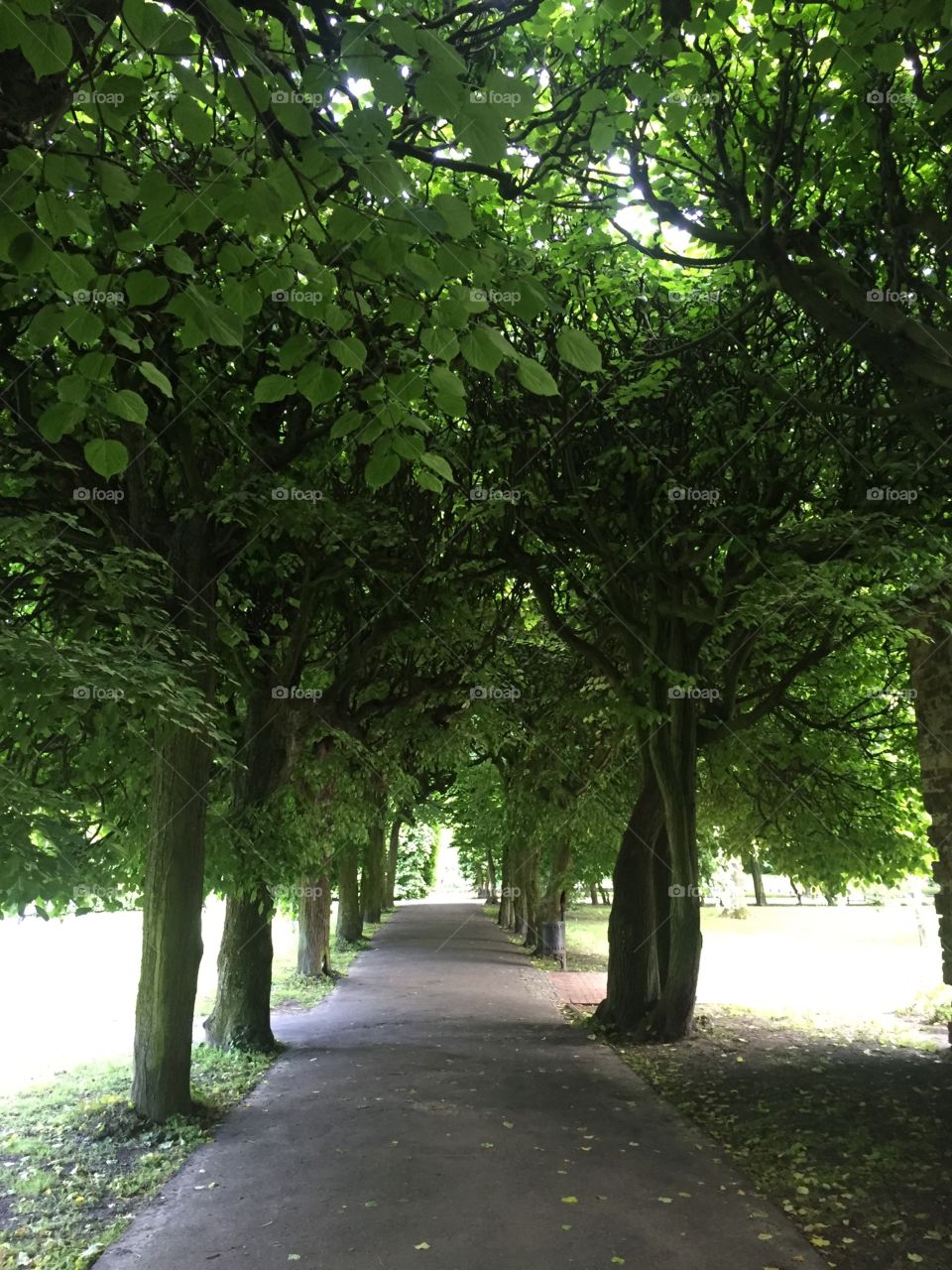 Alley with trees