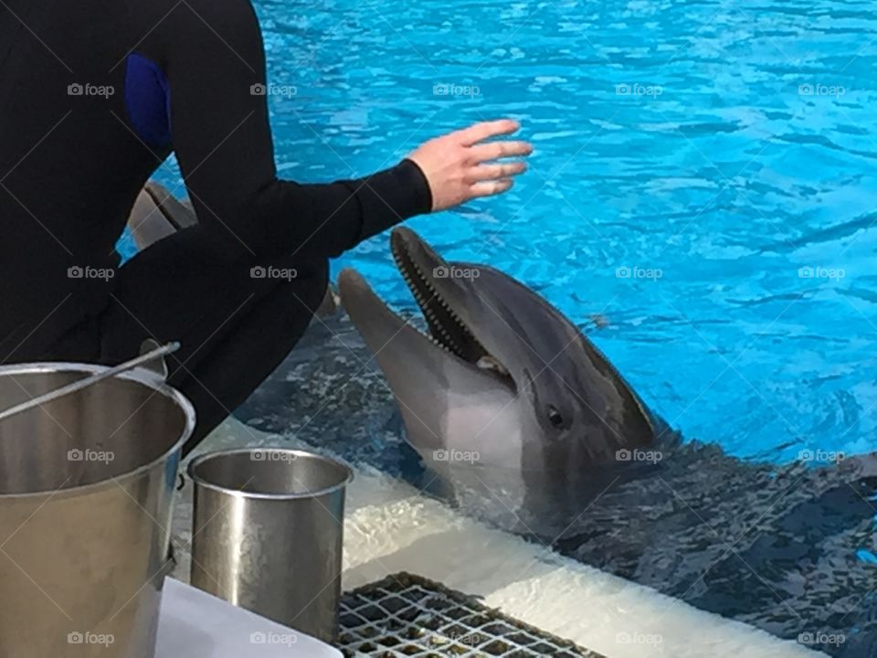 A dolphin gets a treat at the Dolphin Habitat, Las Vegas. 
