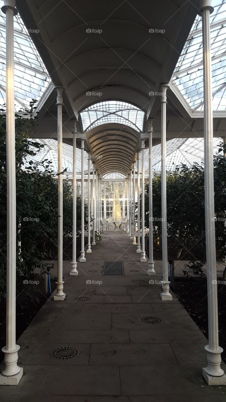 Inside greenhouse of Wollaton Hall.