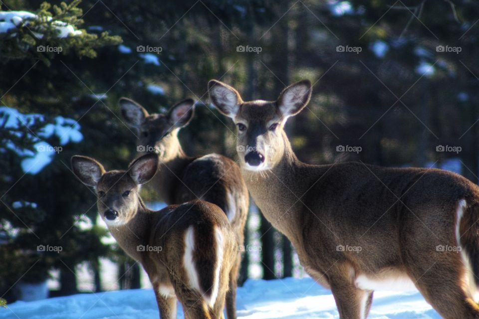 White tailed deer