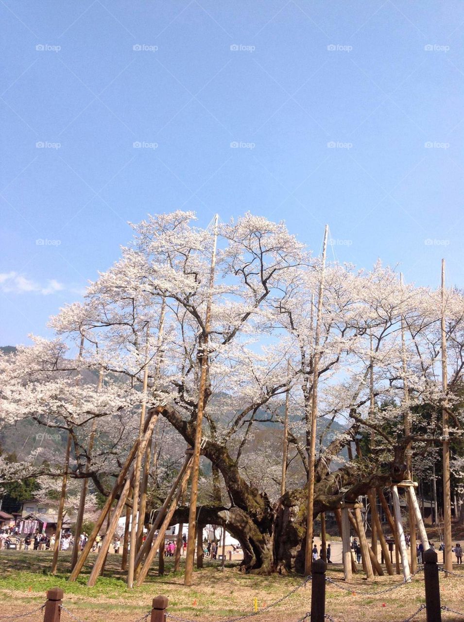 A hundred years old Sakura.