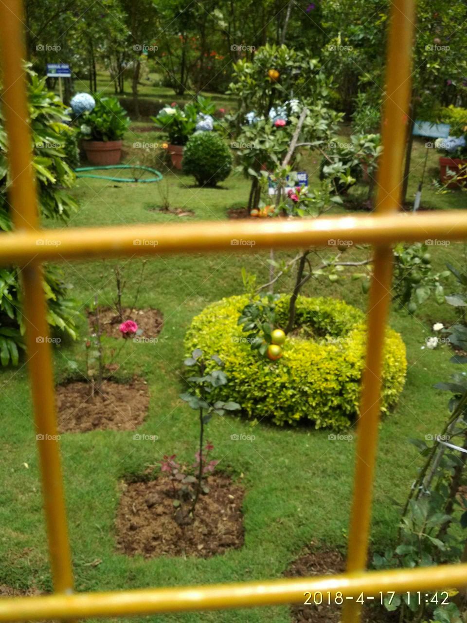 garden green
