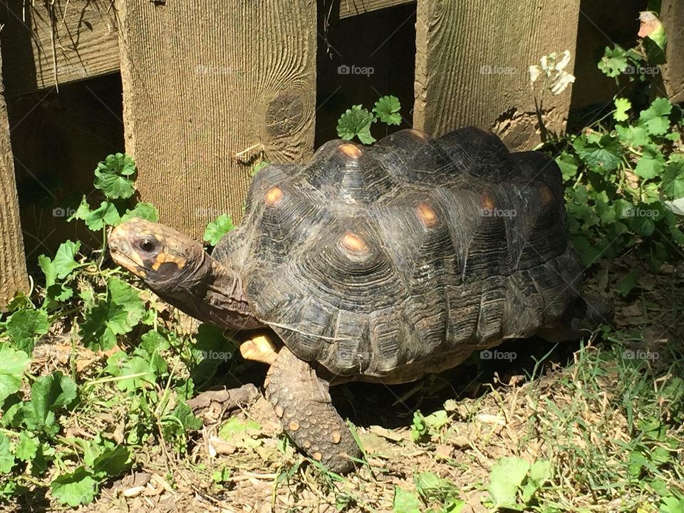 Tortoise 