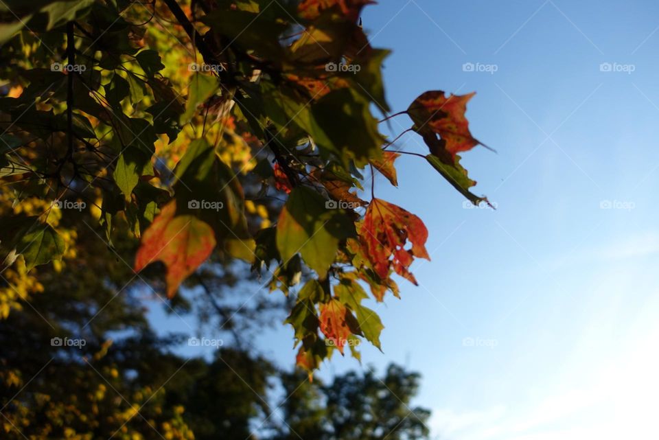 Autumn colour and the sky