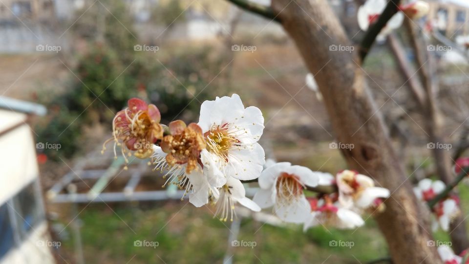 Flower of the plum