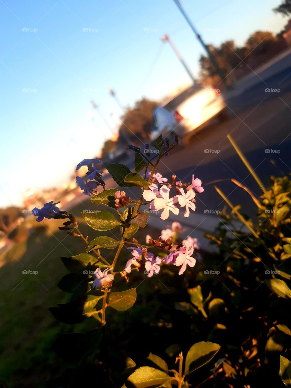 Description:
A close-up shot of small purple flowers surrounded by green leaves under warm natural sunlight. The background features a blurred car and street, creating a bokeh effect that emphasizes the vibrant foreground.