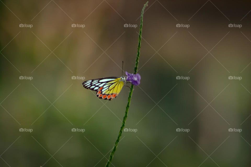 color clash in nature