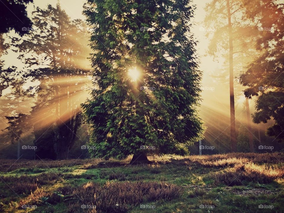 Sunbeam through beautiful tree
