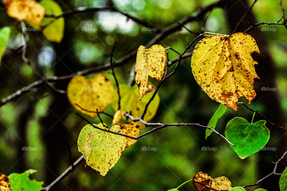 yellow fall leaves