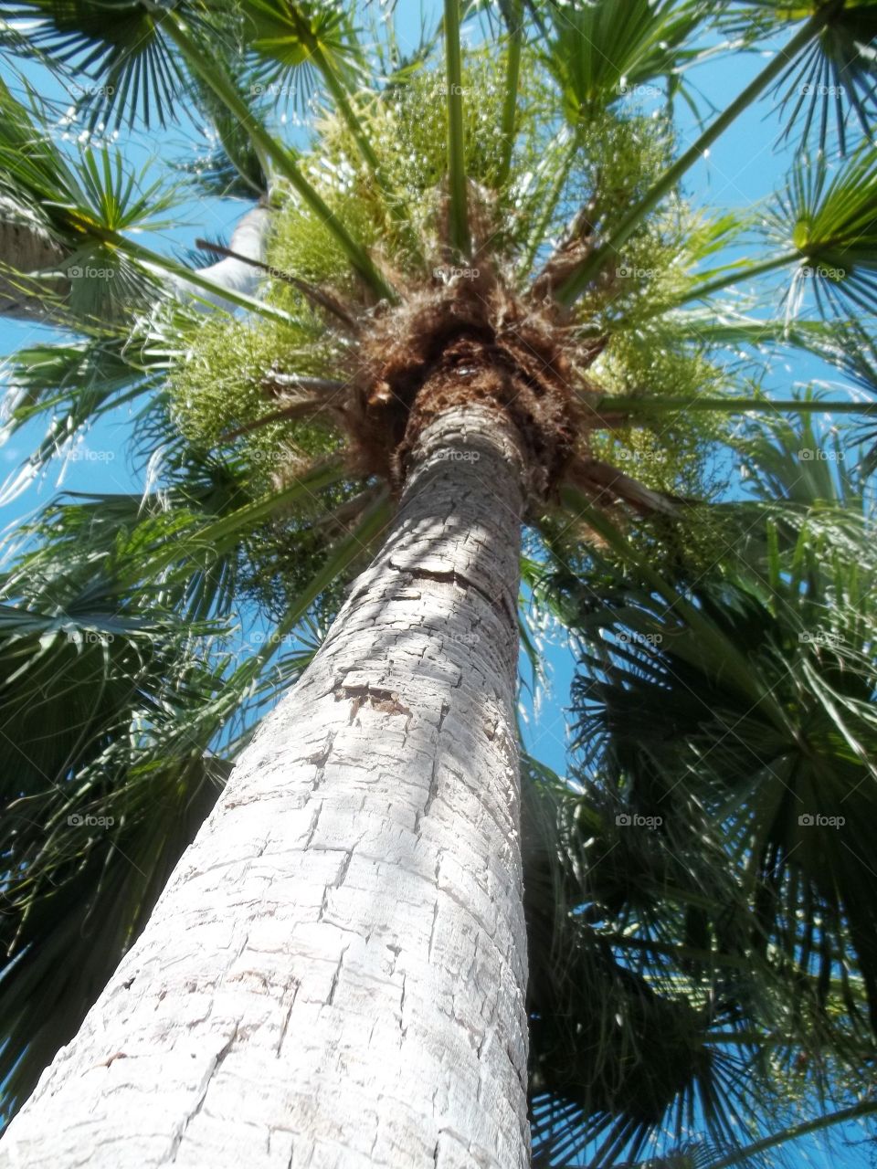 Palm Tree in The Florida Keys. Trip to Florida Keys 2012 Palm Trees up too the Sky