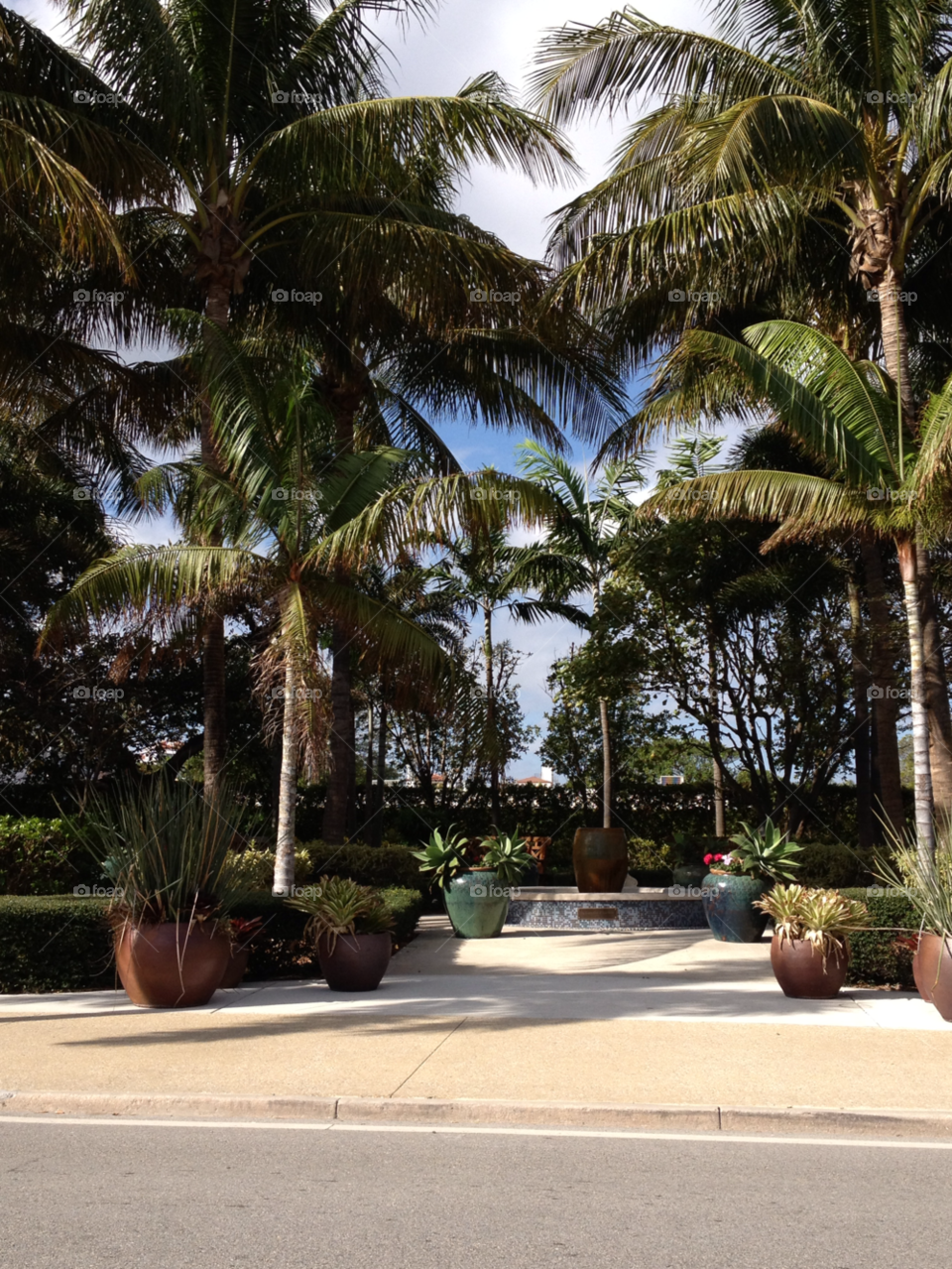 summer palm trees florida west palm beach by xxlaurabeanxx