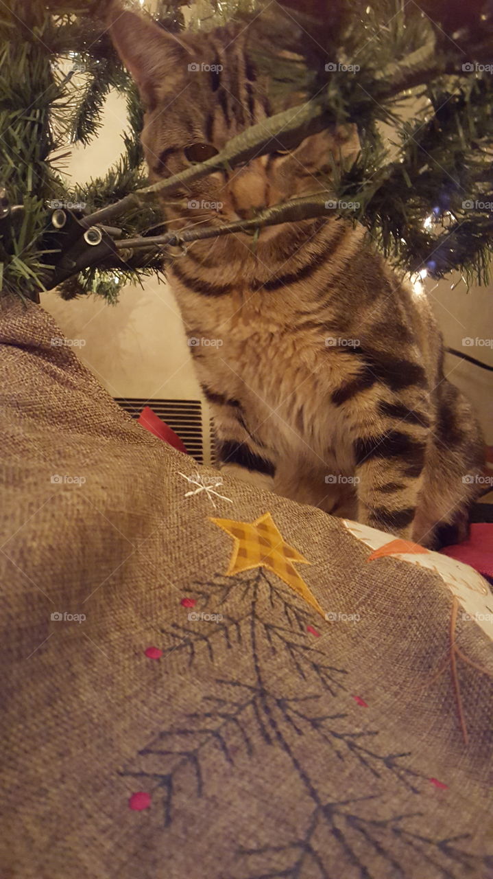 Sisco under the Christmas tree