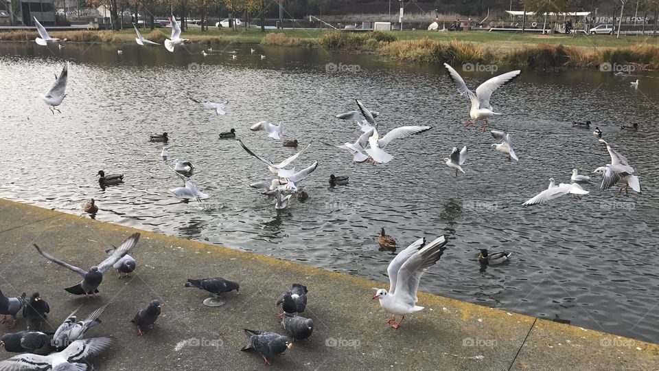 Bird flying lake 