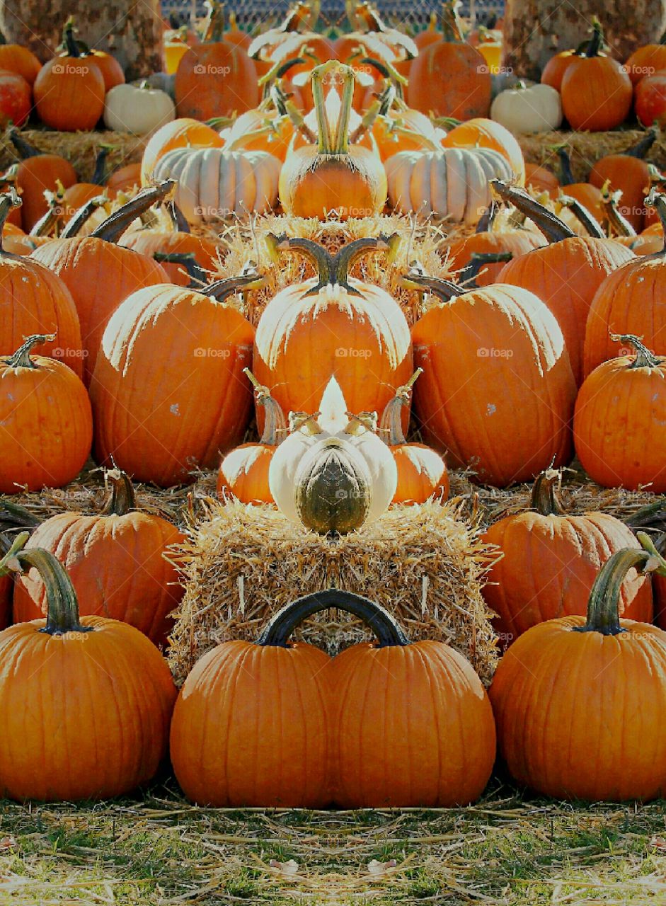 pumpkin season. Halloween. Thanksgiving. abstract art of a pumpkin patch.