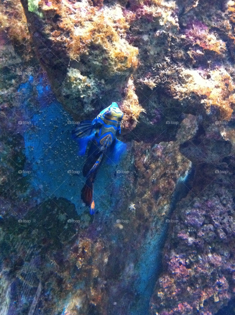 blue fish by geekz