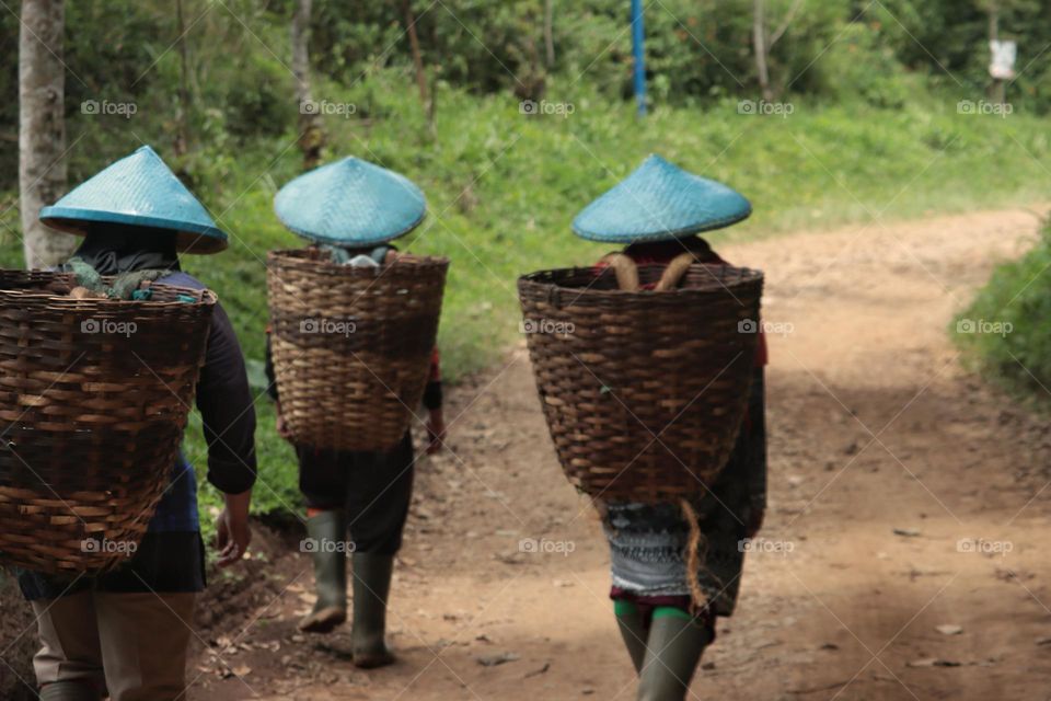 tea picker