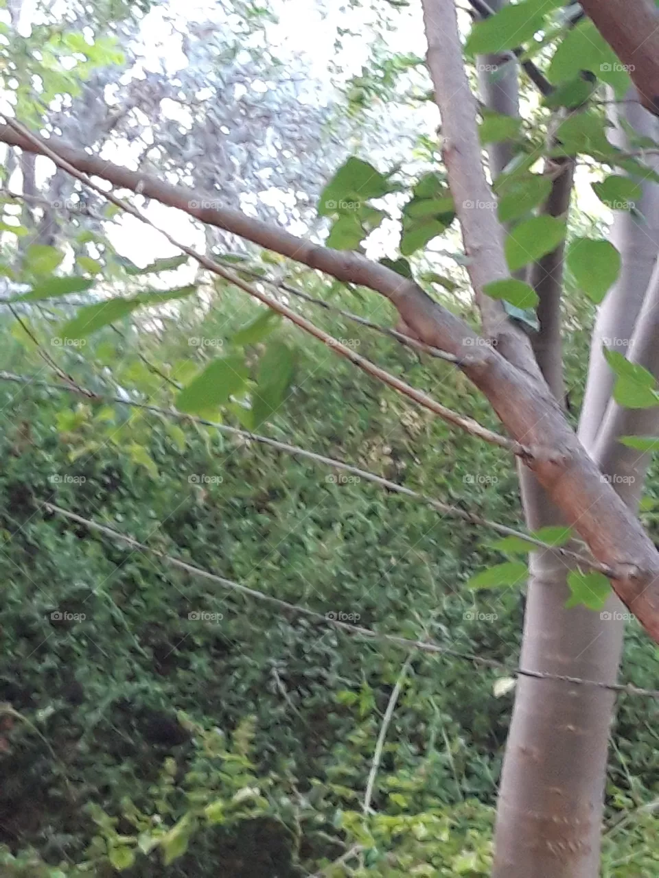 tree