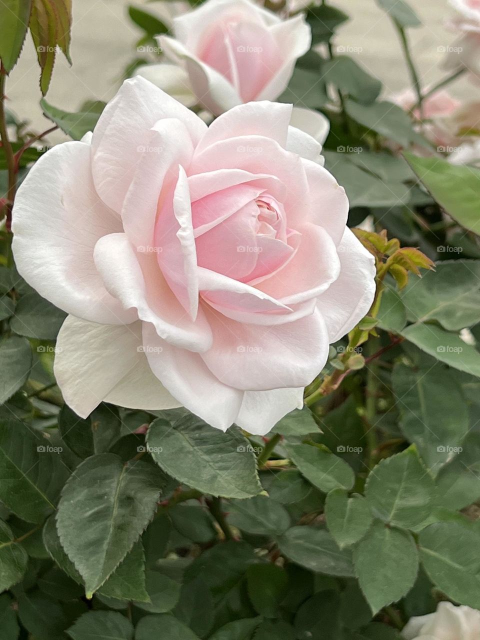 Pink Rose in Yuanshan Flower Expo Park