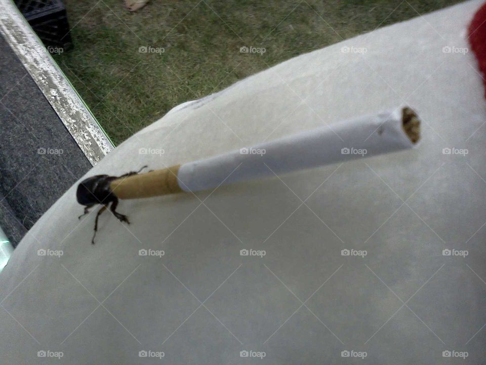 Smoking beetle