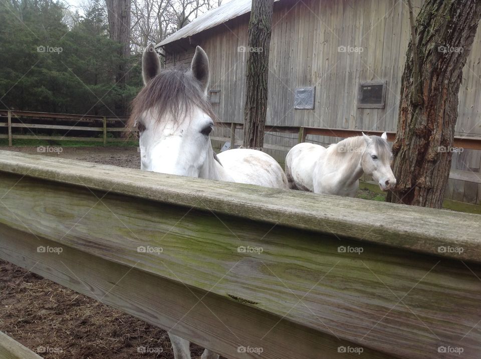 Two white horses at the stable.