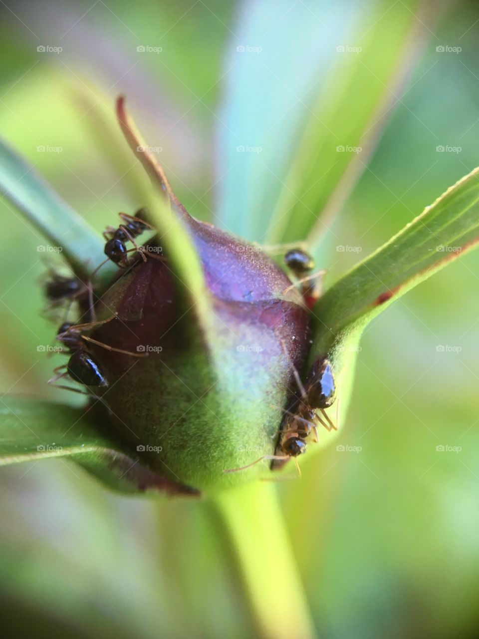 Ants working on peony