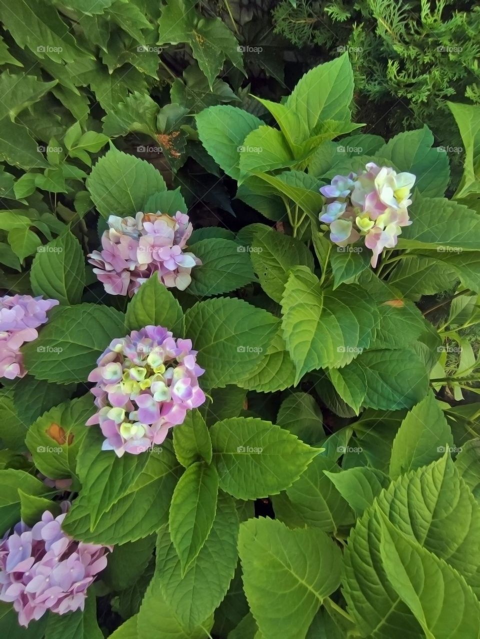 Photo of a flower growing in the garden