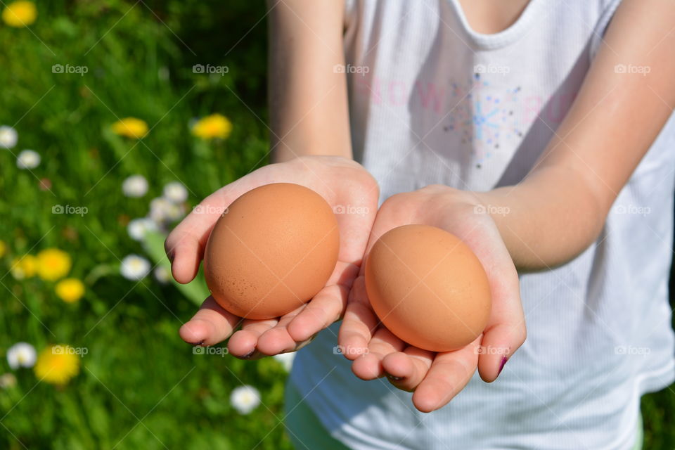 egg