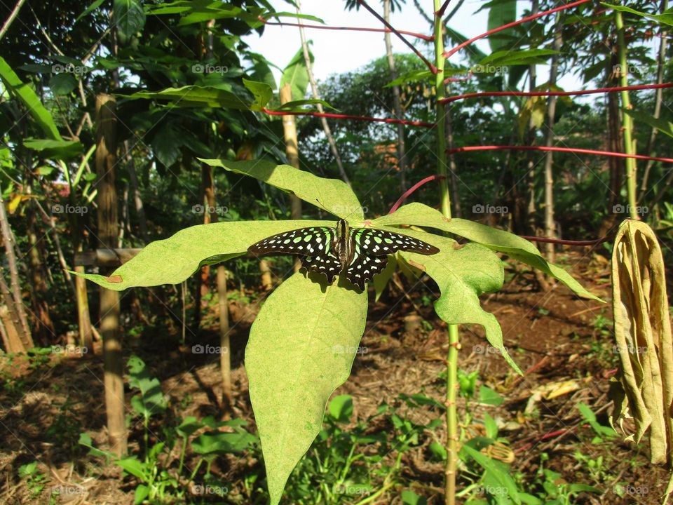 Graphium agamemnon butterfly perched on a leaf