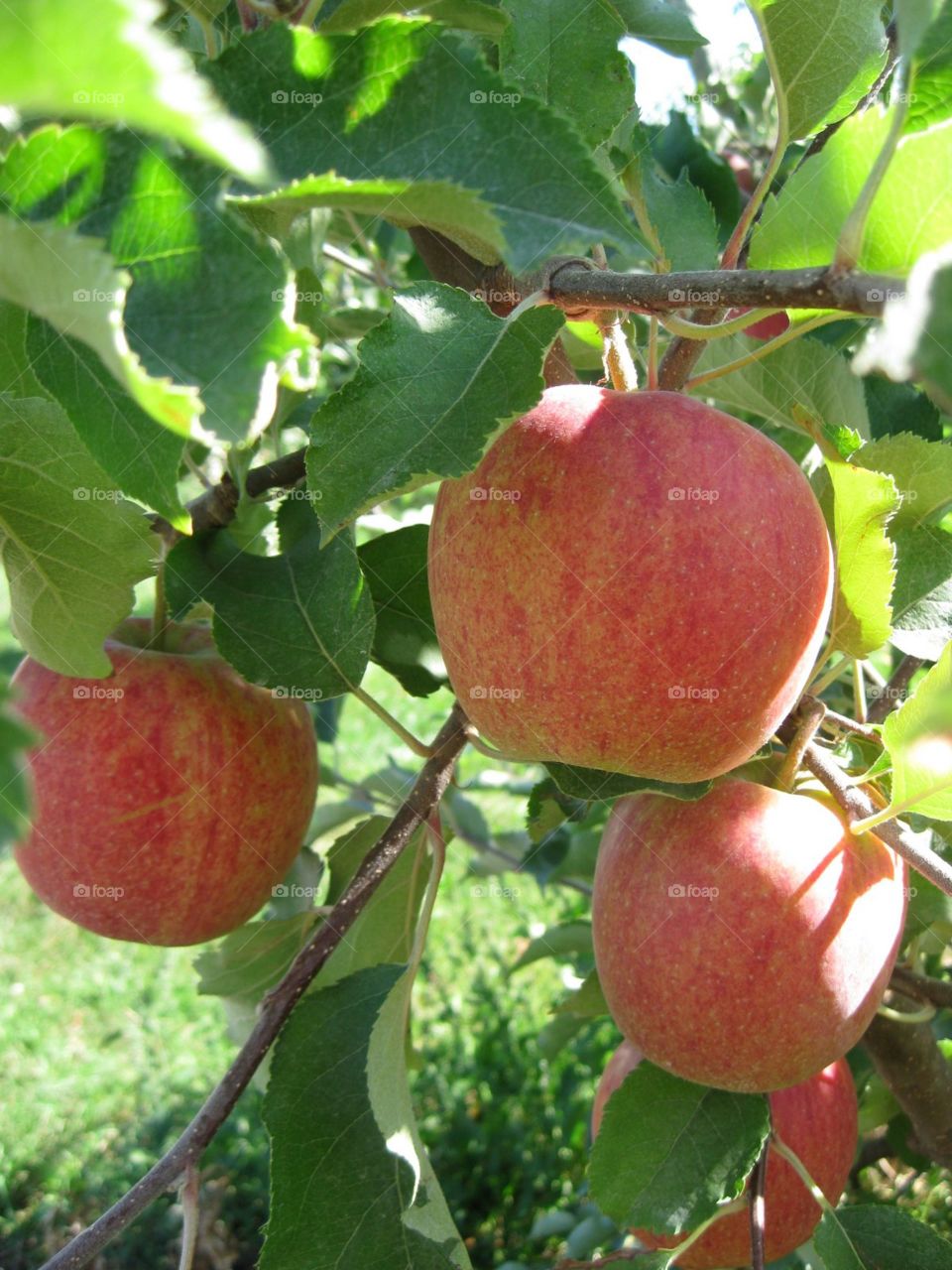 Honey Crisp Apples. Hood River 