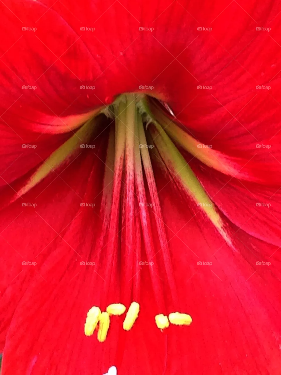 Armarillo