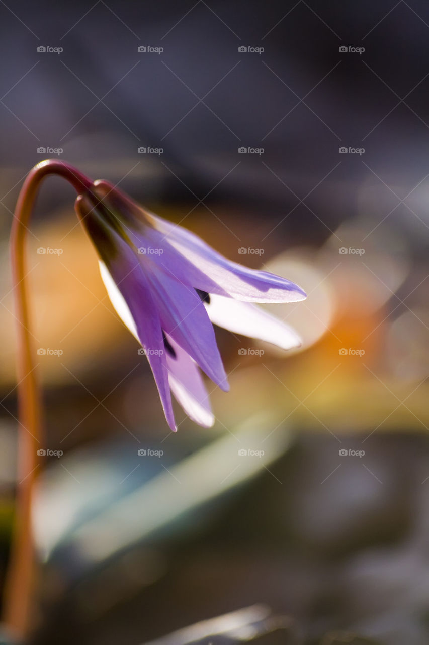 spring flower in the morning light