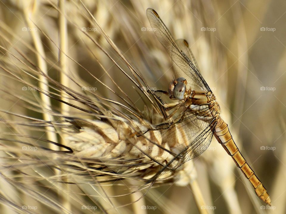 Dragonfly sitting on a dry wheat plant 