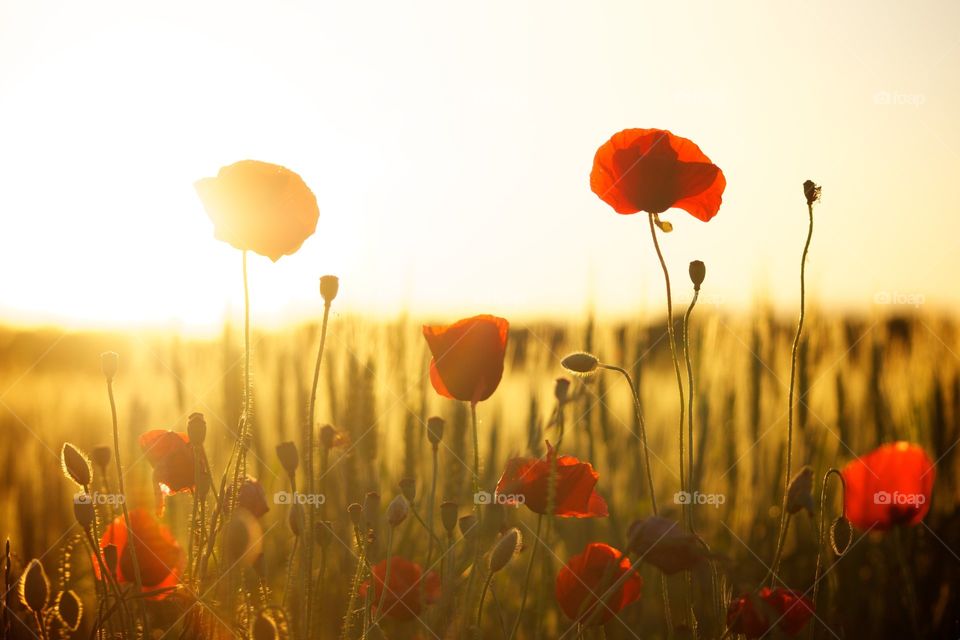 Sunset Poppy Backlight