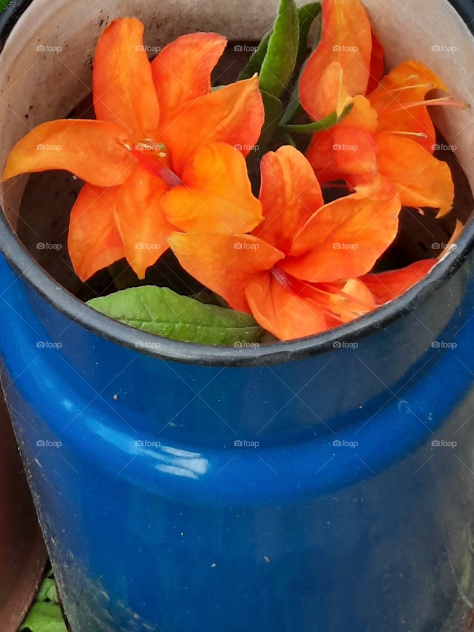 orange azalea flowers in blue Emanuel vessel