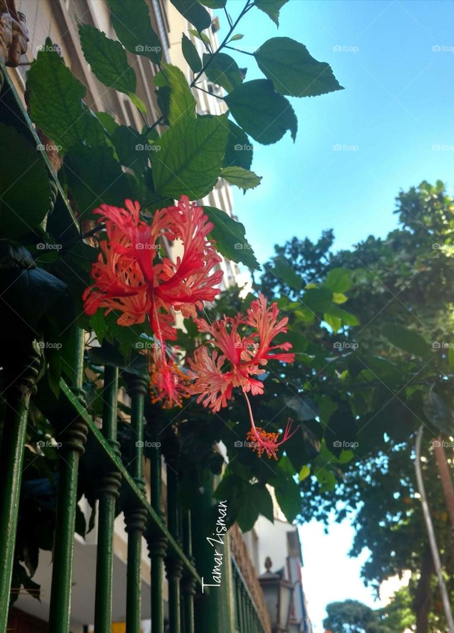 red Hibiscus