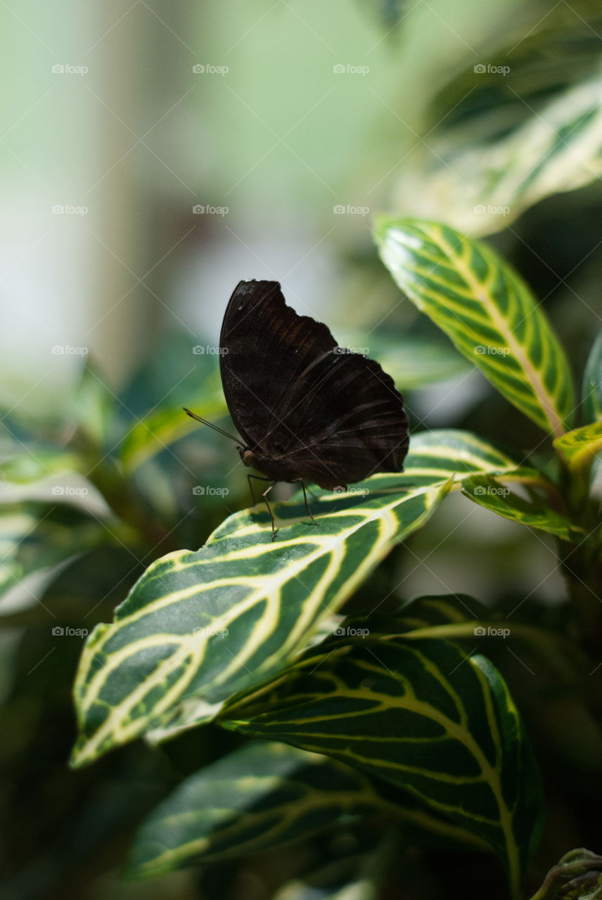 Completely Black Butterfly on a Leaf 