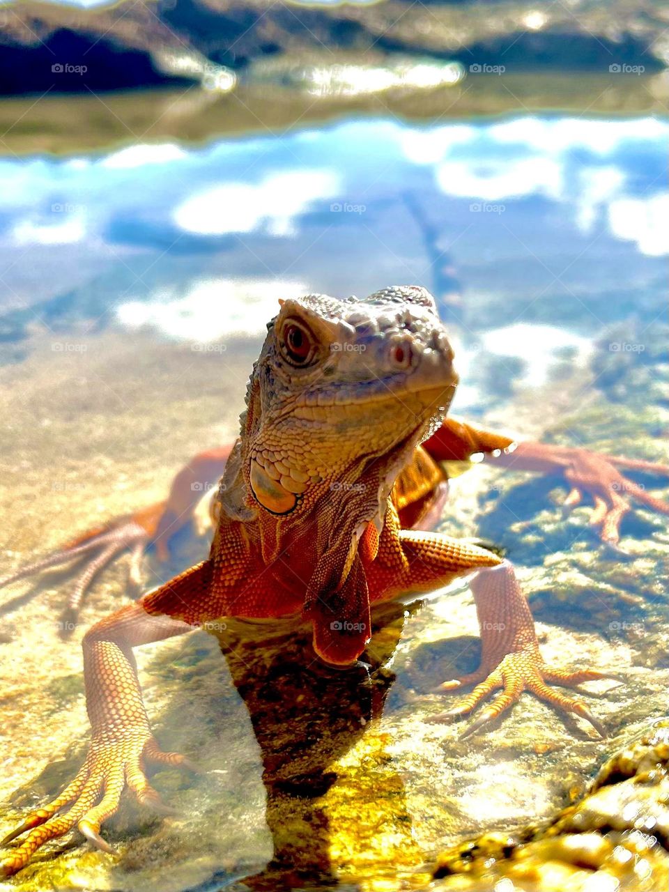 Iguana in rock pool AMR Wozko