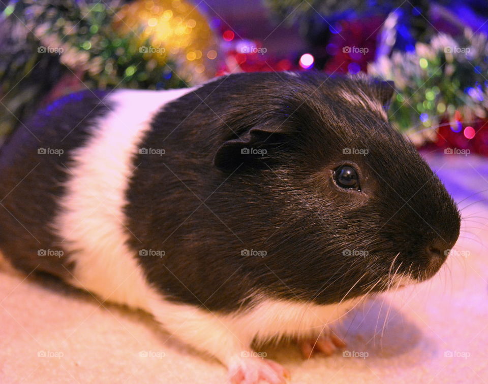 Side view of a black and white guinea pig