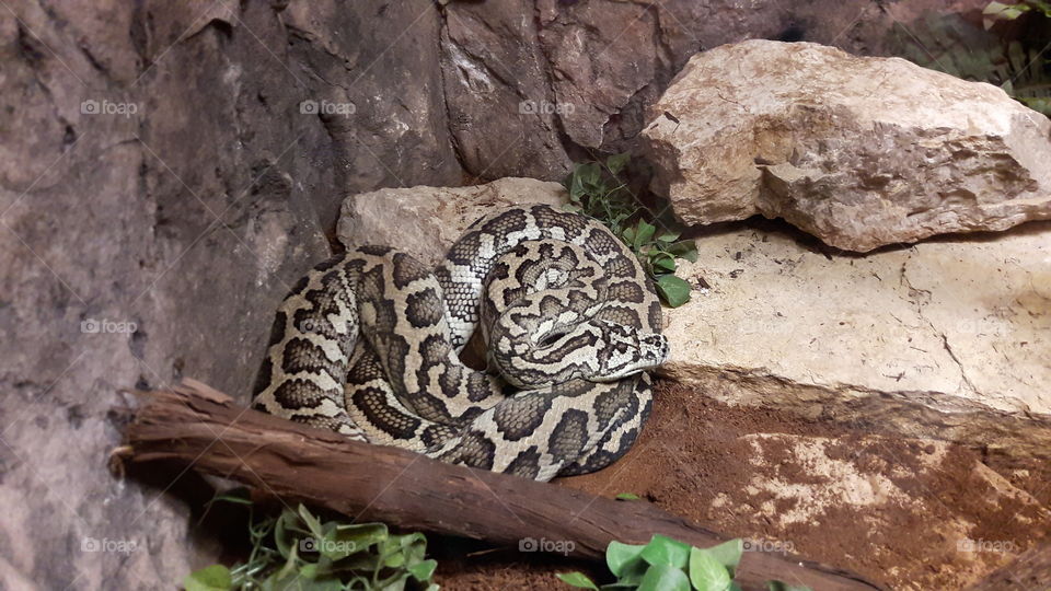 Snake at the Zoo