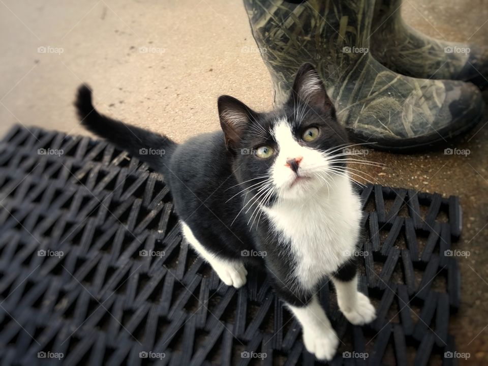 Black and White Kitten