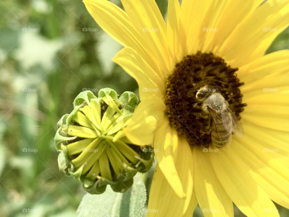 A bee and a sunflower 