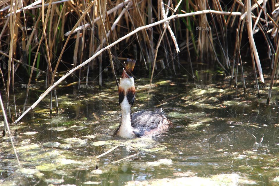 Grebe catching fish in lake