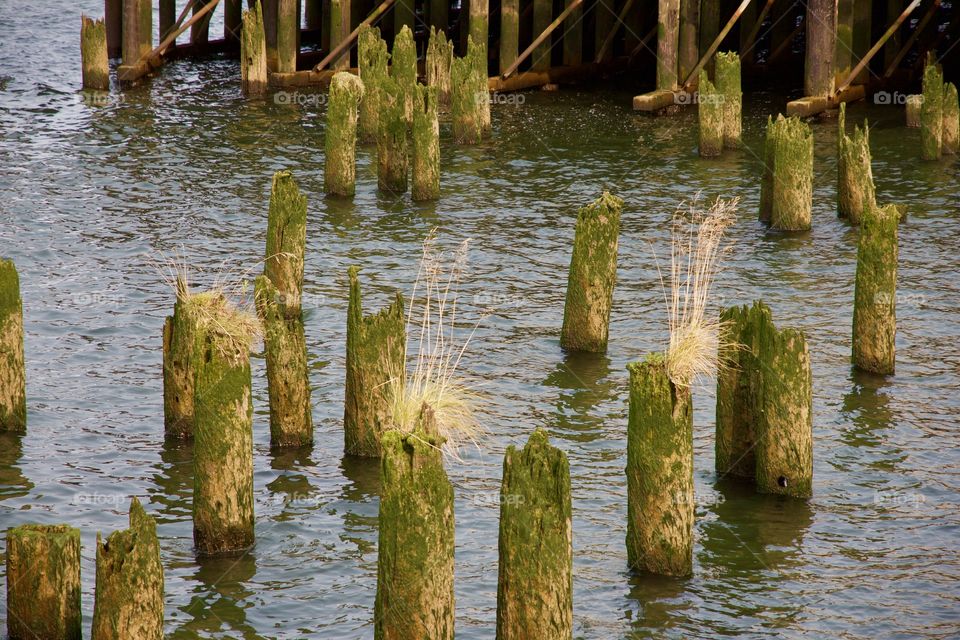 Pilings with moss 