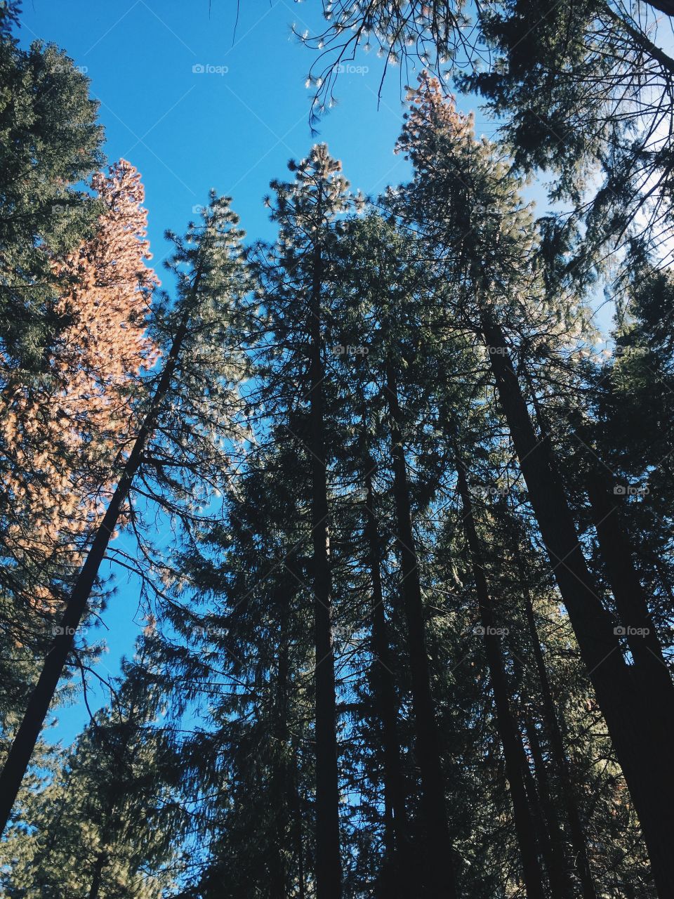 Sequoia 
