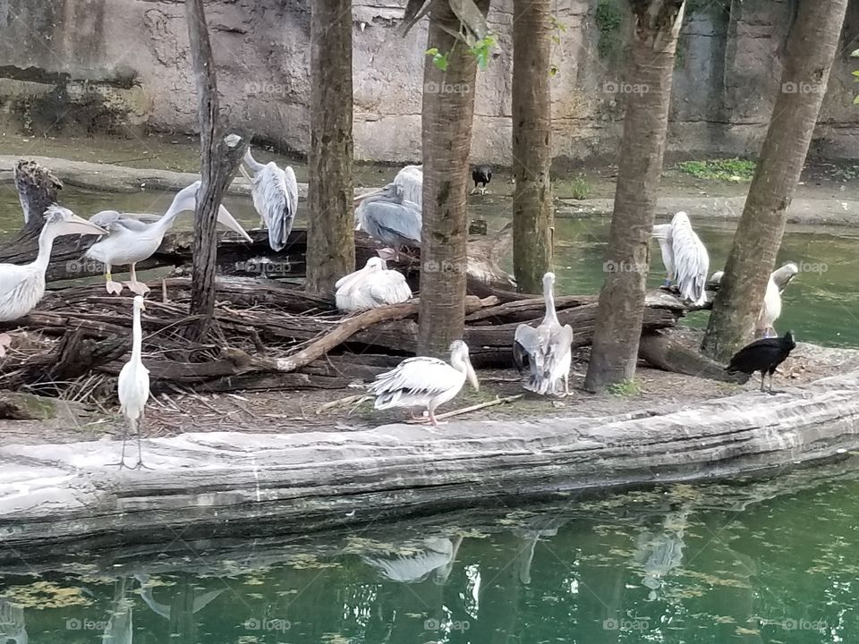 Bird, Water, Nature, Wildlife, Lake