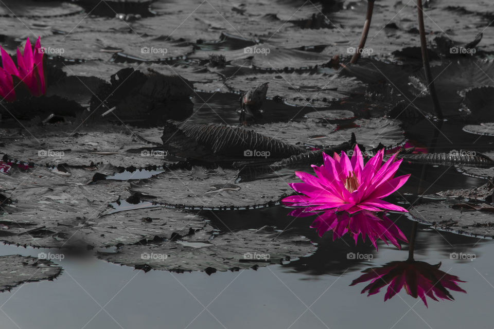 Wildlife of water lily